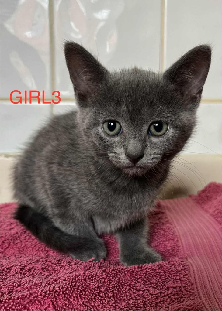 Wonderful kitten for sale 