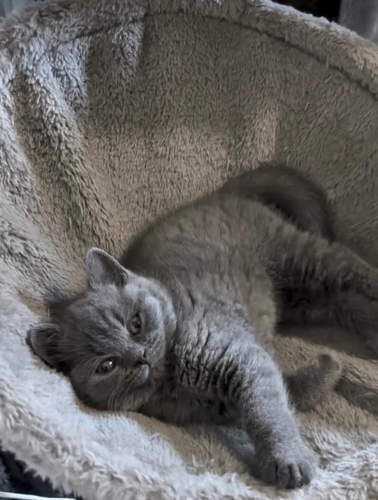 Blue Kittens 