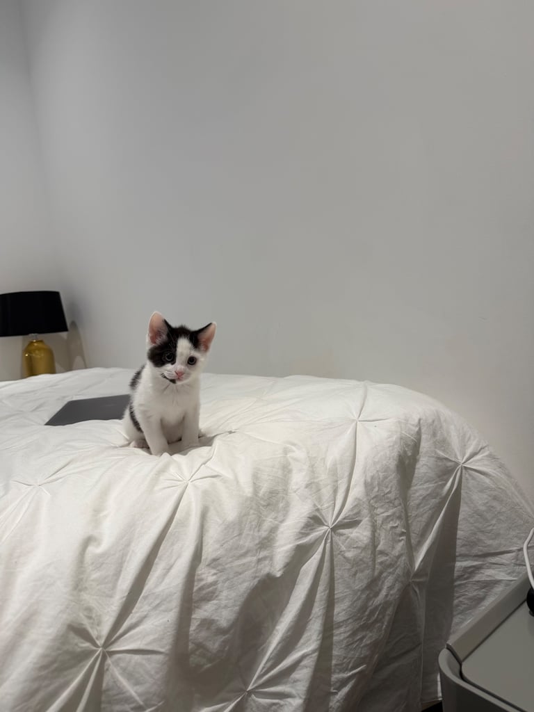ADORABLE friendly male kitten 