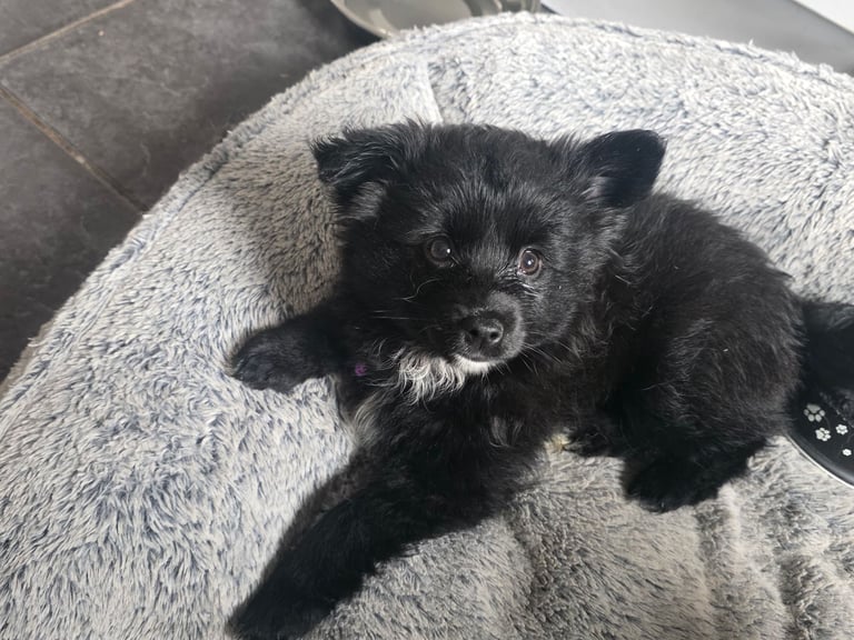 Pomsky puppies **READY for new 🏡**