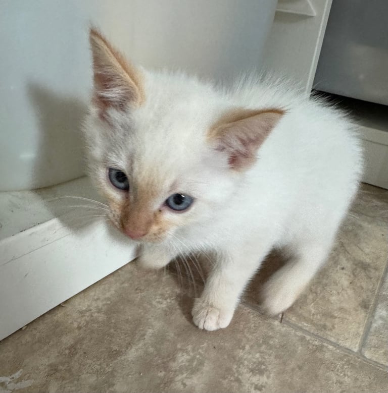 Flame point shorthair kittens 