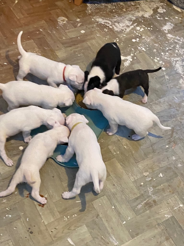 image for English bull terrier puppys