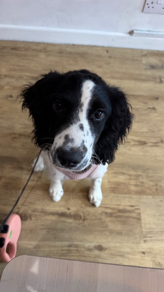 Beautiful 5 Month Old English Springer Spaniel