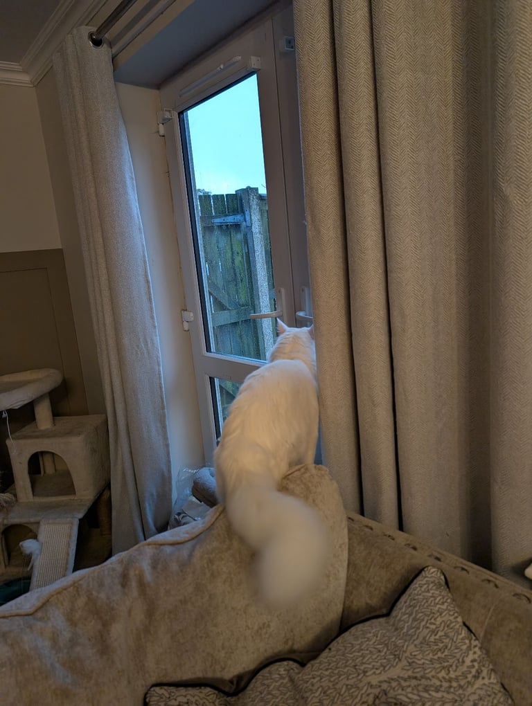 Beautiful Siberian white long hair male cat