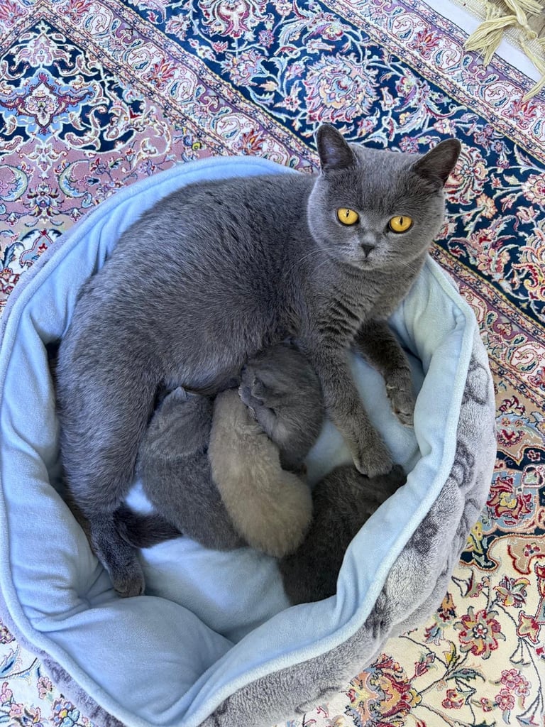 Kitten biritish shorthair 