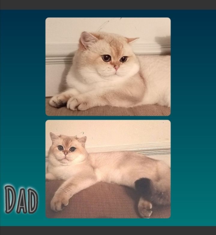 x4 Pedigree British Longhair & x2 British Shorthair Blue Golden & GoldenKittens 