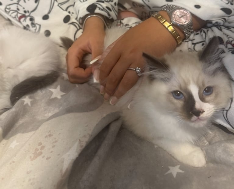Ragdoll kittens for sale GCCF 