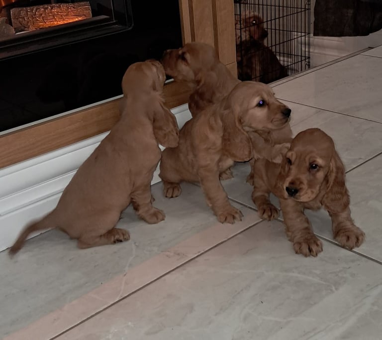 Cocker spaniel pups for sale