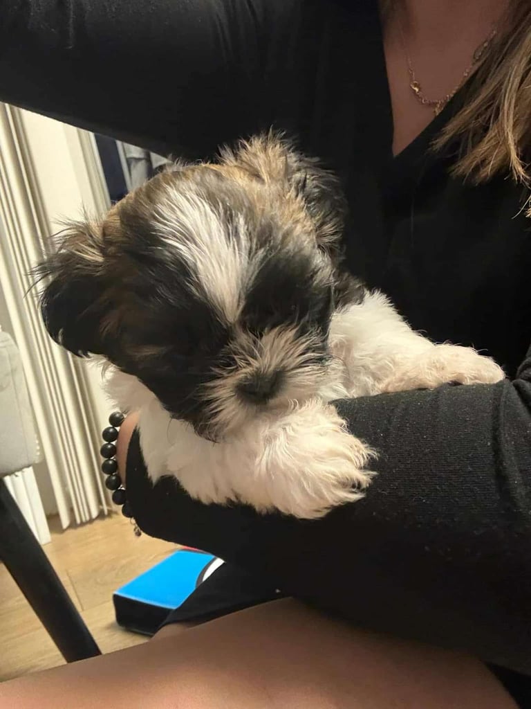 Beautiful puppy for sale