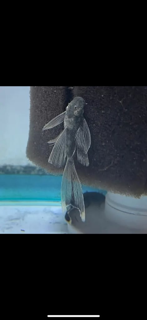 image for Long fin Green Dragon Plecs x2 Breeding Pairs 