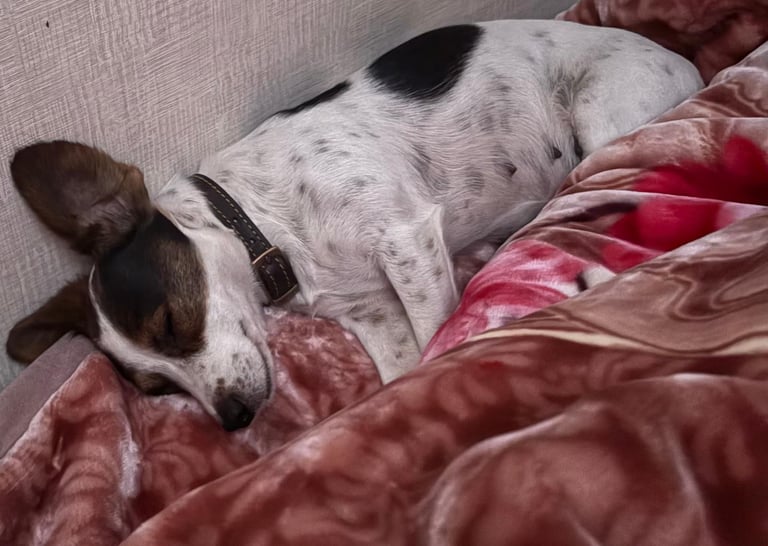 Traditional Miniature Jack Russell Puppies!