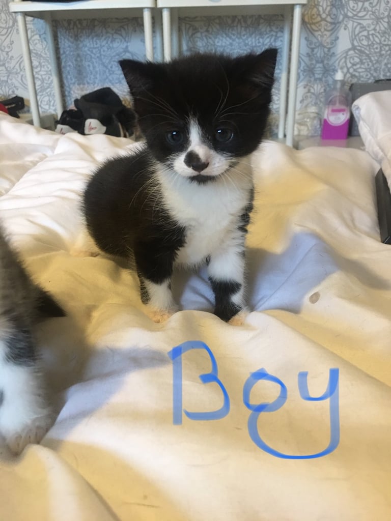 Adorable kittens  all sold pending 