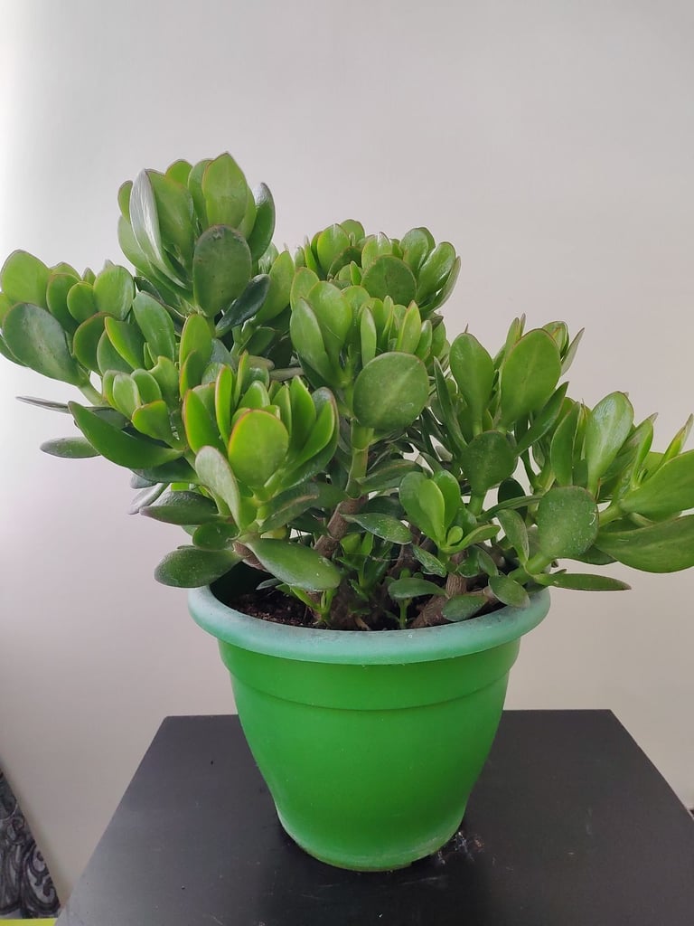 Crassula Ovata Money Tree Plant, Jade Plant, lucky plant with Green pot £15