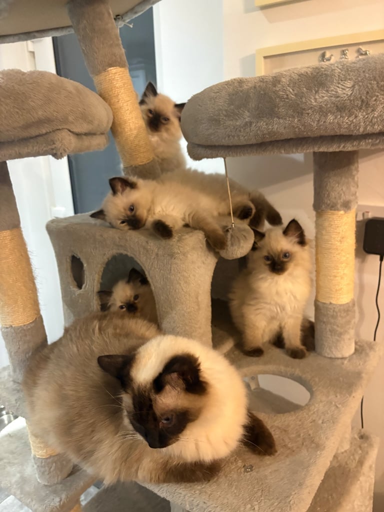 image for Pure Ragdoll kittens  🐱🐱 2 boys left