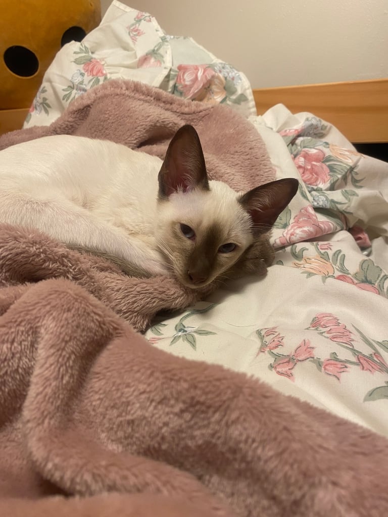 LAST beautiful Siamese kitten for sale 