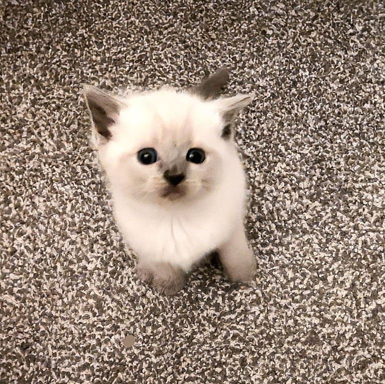 Ragdoll/British shorthair kittens 