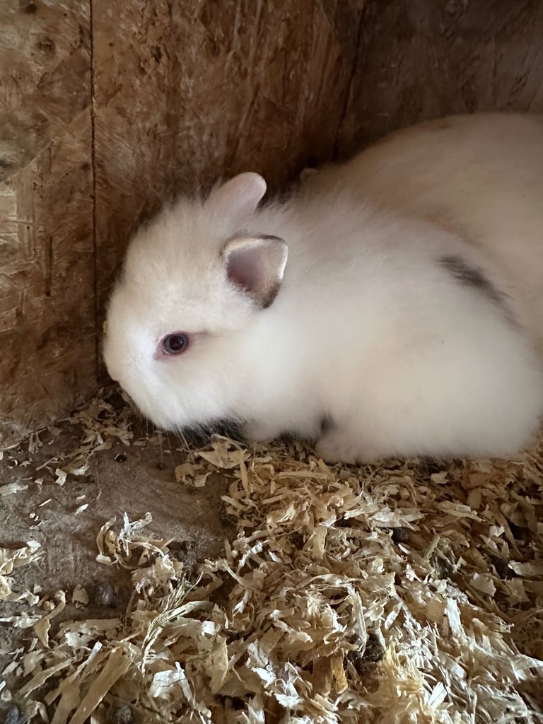 Lionhead  rabbits 