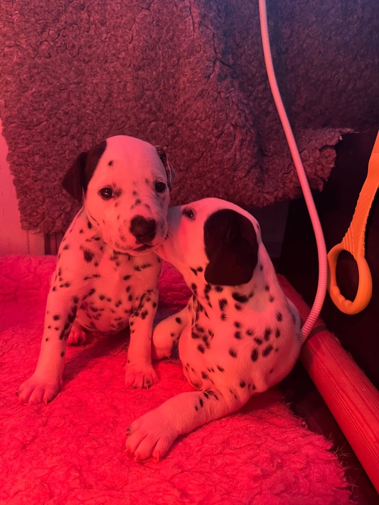 Stunning Dalmatian puppies KC reg show winners 
