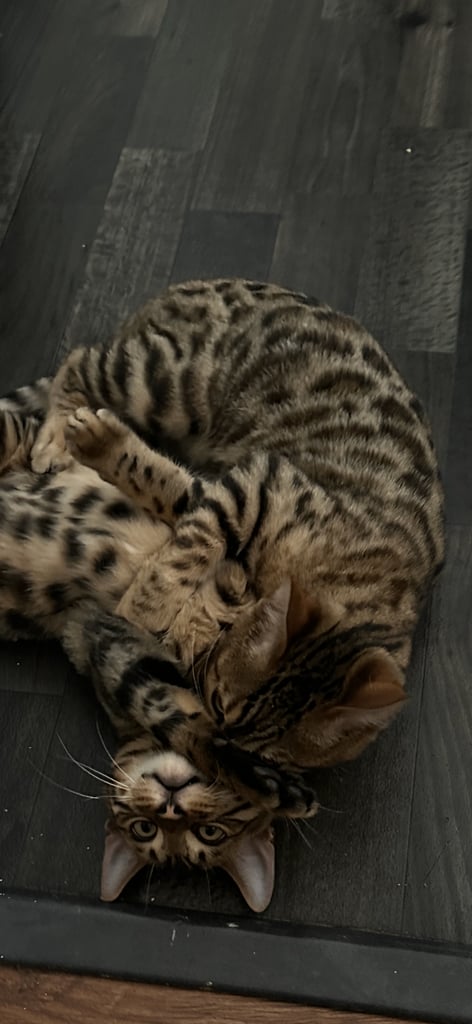 A beautiful litter of two Bengal kittens.