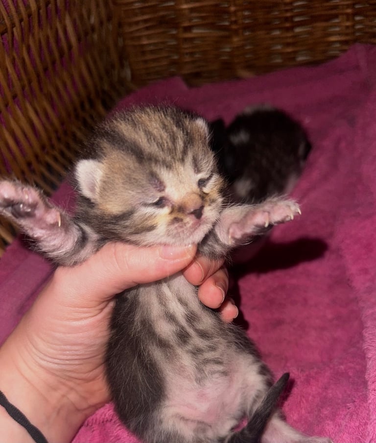 Kittens looking for forever homes 