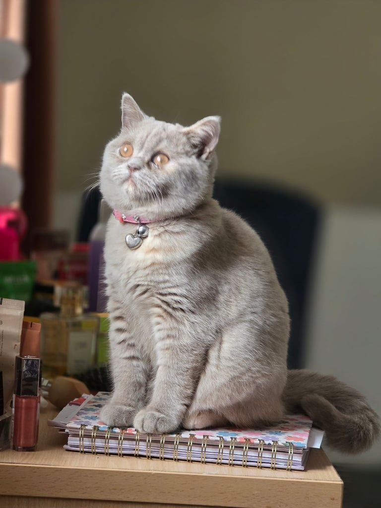 Britsh short hair kitten