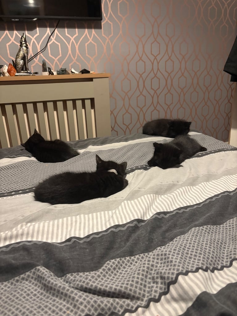 Bengal cross kittens 