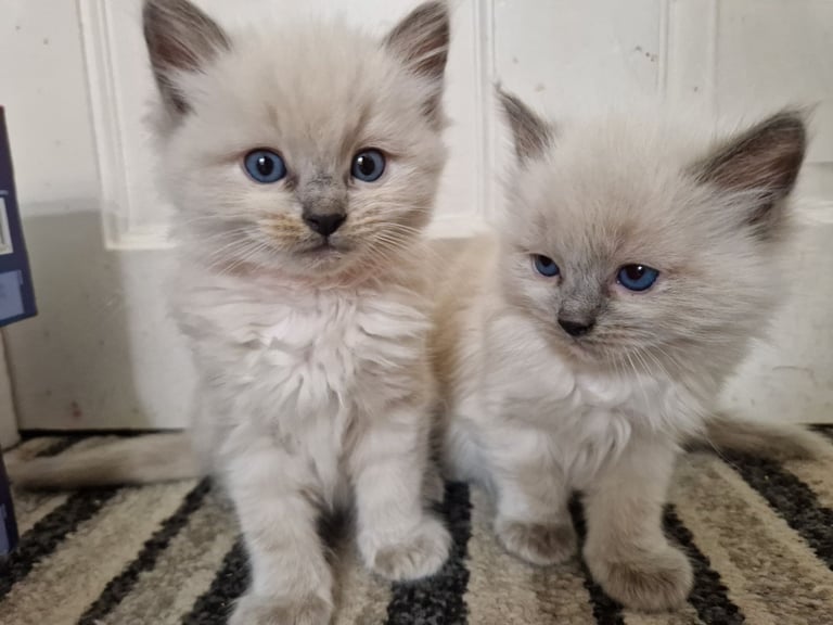 Ragdoll kittens 