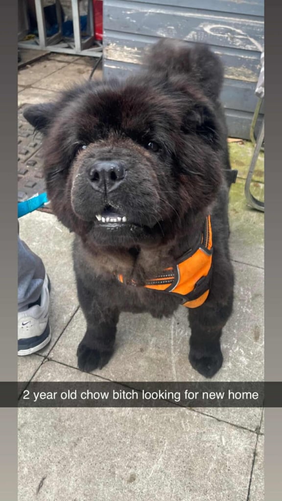 Beautiful black chow 