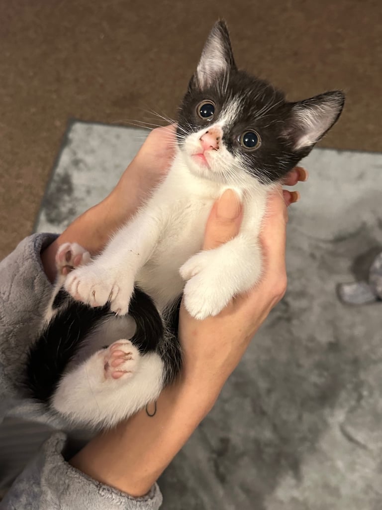 Kittens 