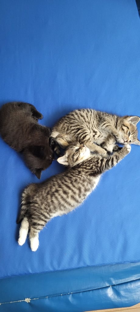  beautiful kitten male