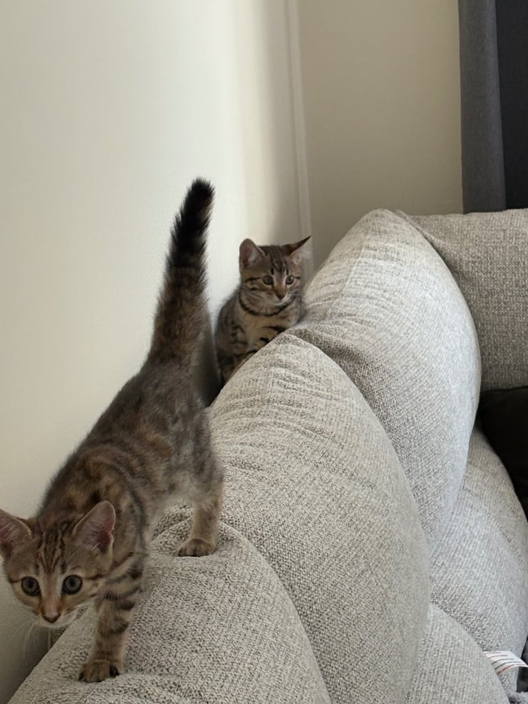 Bengal Cats for sale 