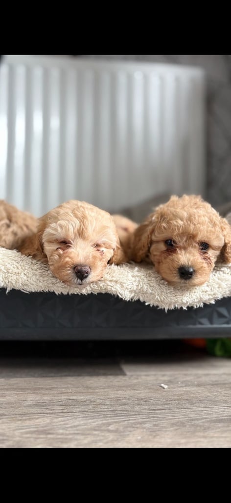 Cockapoo puppies only 1 boy left! 