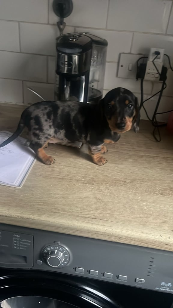Mini dachshund puppies