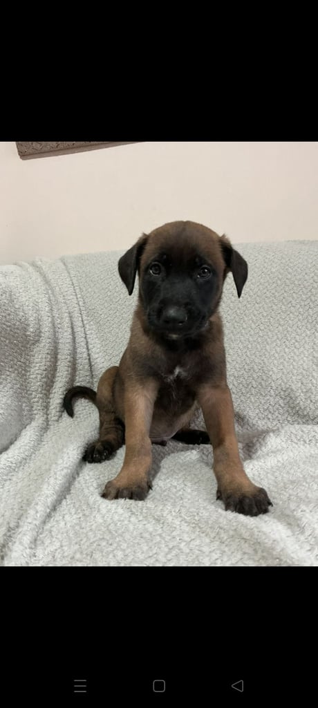 image for 6 adorable Belgian malinois puppy's for sale 