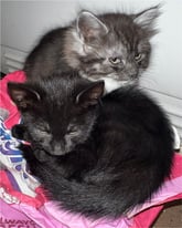 Kittens for sale 