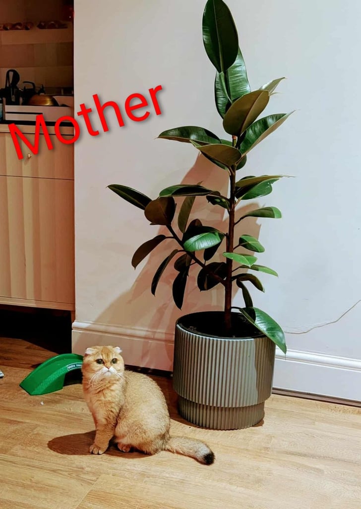 Gold British Shorthair kittens