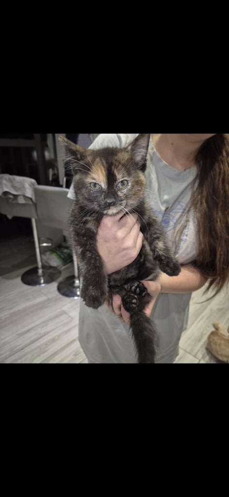 Gorgeous female kittens looking for their forever home 