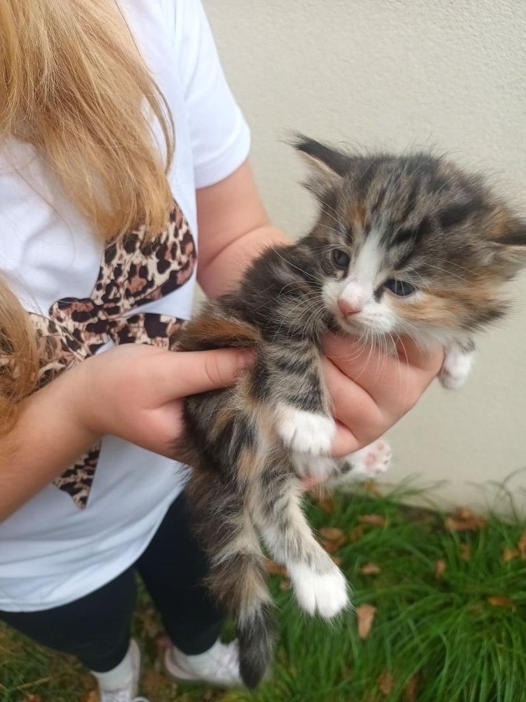 6 Kittens and Mother For Sale