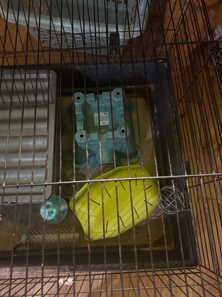 Guniea Pig set up 