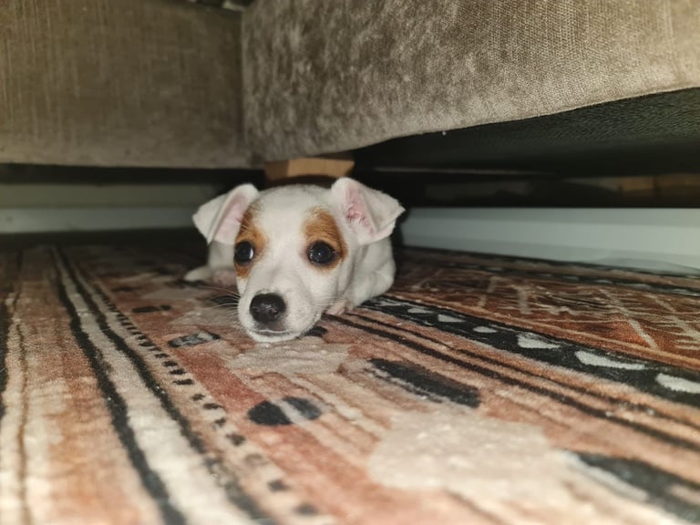 Miniture pomchi puppies 