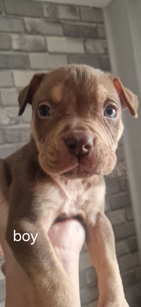 Pocket cross bully x alapara blue blood cross bully 