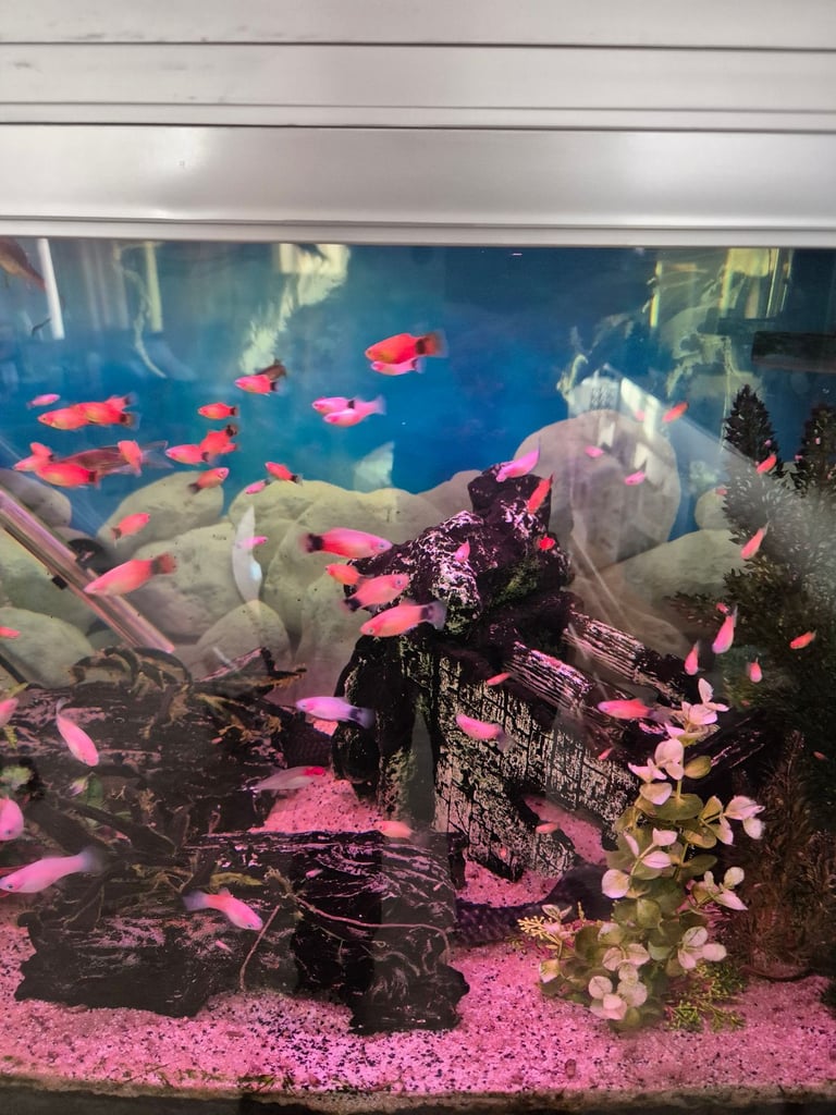 image for Up to 30 platys / platties tropical fish for sale