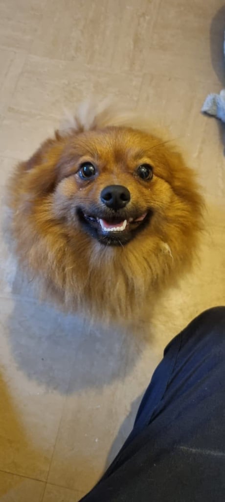 image for 2 Year old Female Pomeranian 