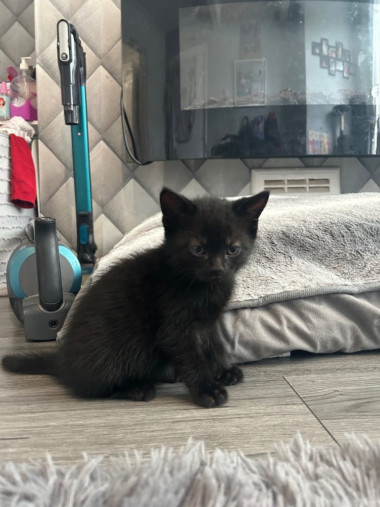 8 week old girl and boy kitten 🐈‍⬛ 