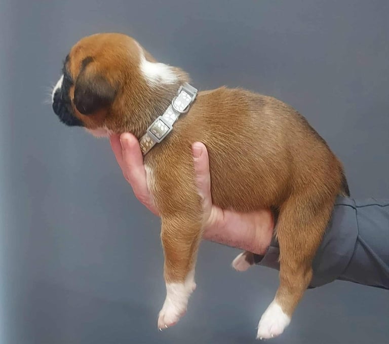 Boxer puppies 
