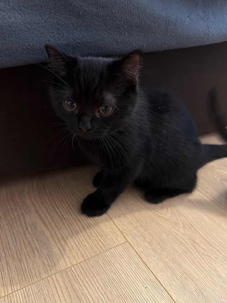 Bombay kitten ready to go 