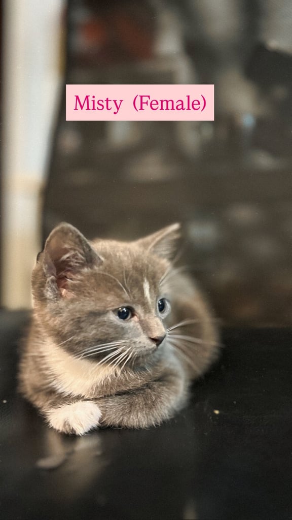 🐾 Adorable Kittens Looking for Their Forever Homes! 🐾