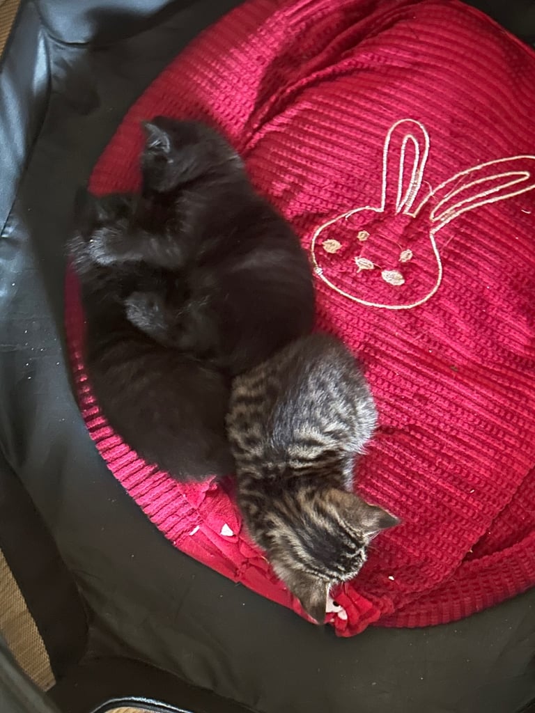 Kittens looking for a forever home