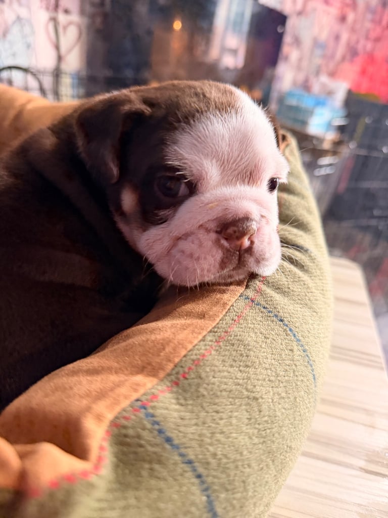 KC Registered English Bulldog Puppies