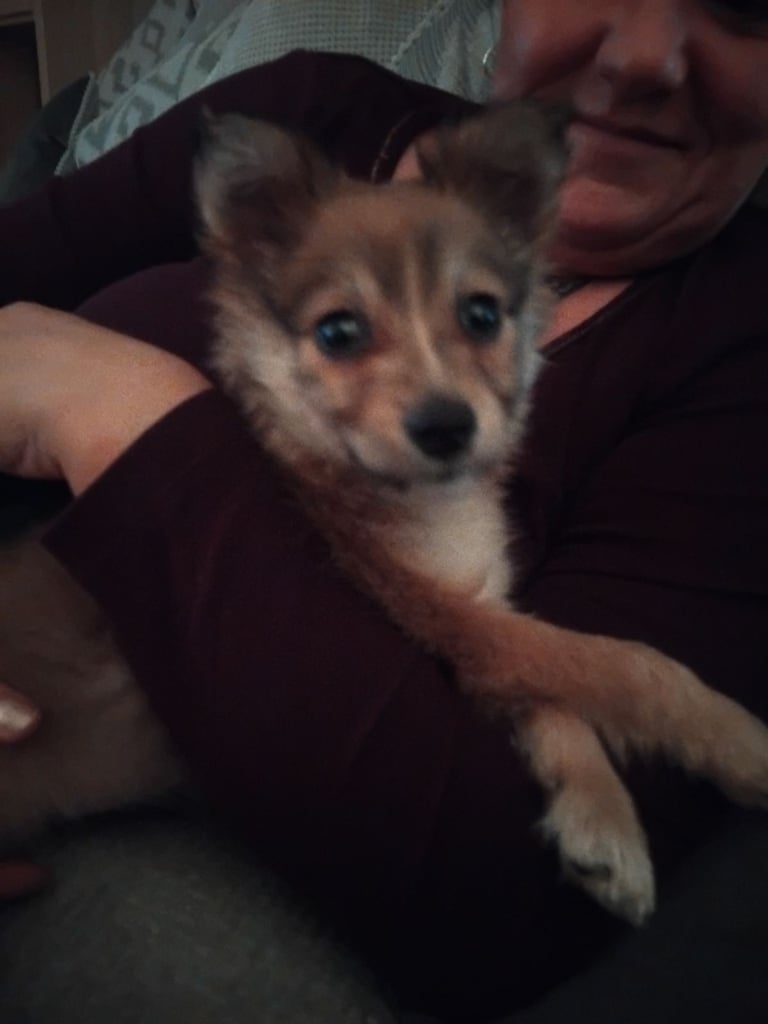 Longhaired chihuahua dot